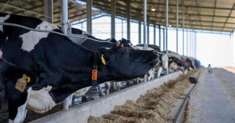 Los consejos de un experto norteamericano para aumentar la producción de leche