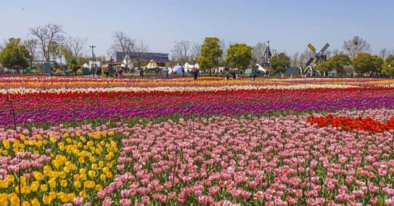 Tulipanes, ¿holandeses o chinos?: el mito detrás del orígen de esta icónica planta