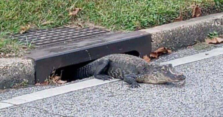 La ciudad de Estados Unidos que está infestada por caimanes y otros animales en las alcantarillas