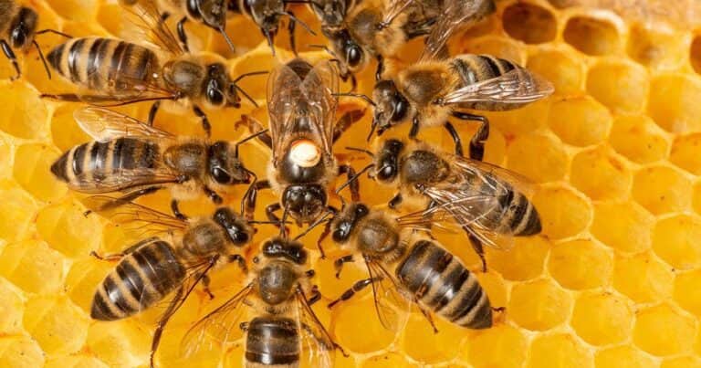 Preocupación: las muertes de abejas en EE. UU. alcanzan un récord y los científicos todavía no saben por qué