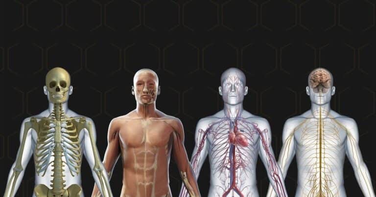 Las 25 cosas que no sabías del cuerpo humano