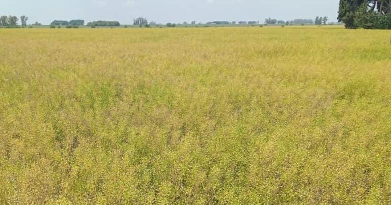 Infraestructura para procesar cultivos biocombustibles