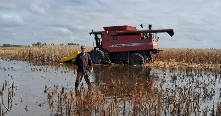 «Nunca lo habíamos vivido»: un productor se animó y cosechó maíz en lotes inundados