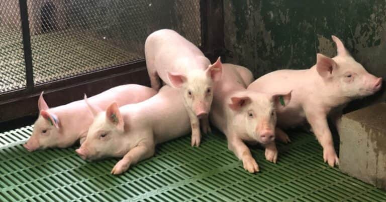 El cerdo argentino llega a uno de los principales mercados del mundo