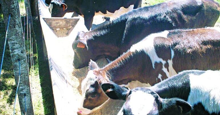 La cámara de nutrición animal apuesta a un mayor desarrollo institucional con nuevo gerente general
