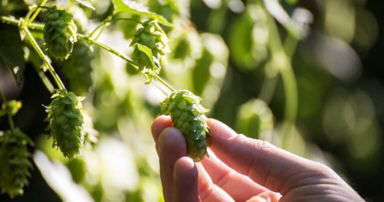 Para el mayor coloso cervecero del mundo, Argentina ya es su centro global de agronegocios