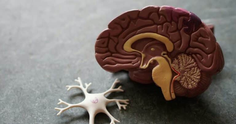 Las vitaminas esenciales para potenciar tu memoria y concentración