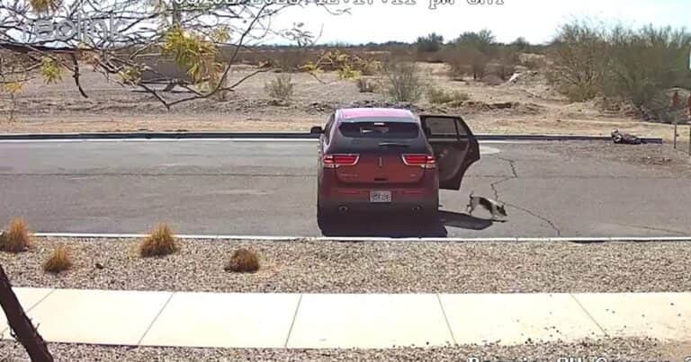 Qué pasó con Benji, el perro chihuahua abandonado por su familia en medio de la calle