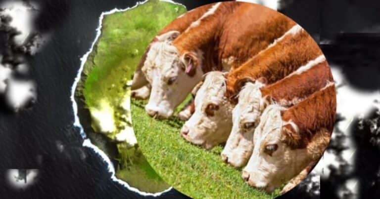 El misterio de las vacas que sobrevivieron en una isla desierta y desafiaron la genética