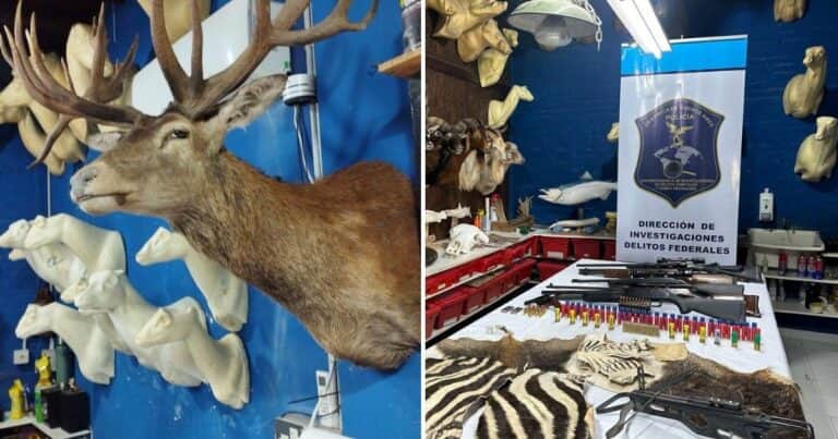Berazategui: allanaron taller clandestino con animales exóticos embalsamados