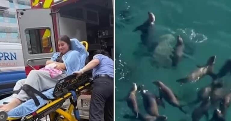 Un león marino atacó a una adolescente de 15 años: «Por favor, no me mates»