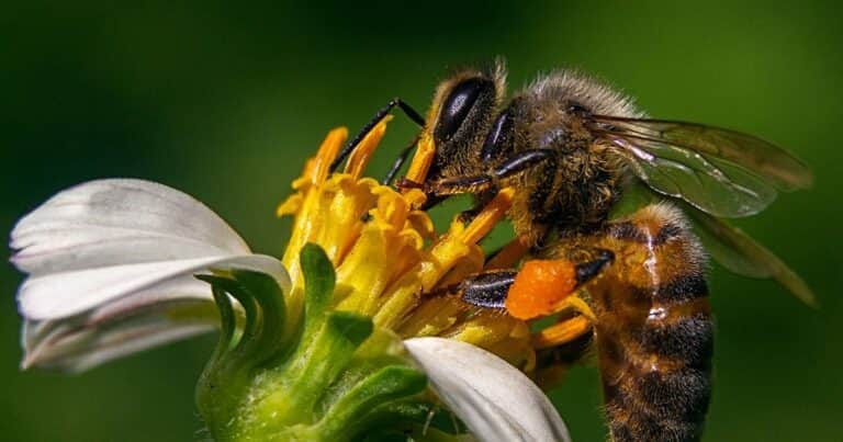 Estudian el potencial de la flora nativa para mejorar el manejo de la colmena en una provincia argentina con potencial de crecimiento