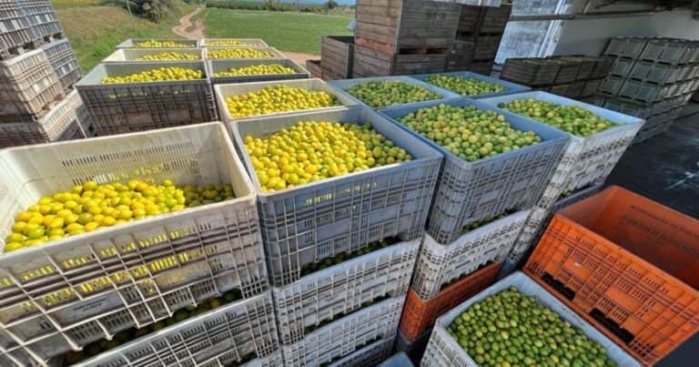 El impacto Trump en la Argentina: los 10 alimentos que el país vende a Estados Unidos y se verán afectados