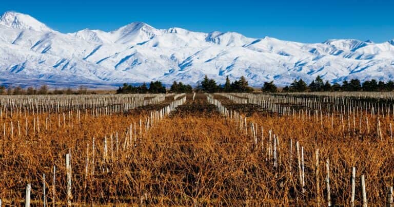 La amenaza de la motosierra llegó al vino y despertó la pelea entre bodegueros y productores