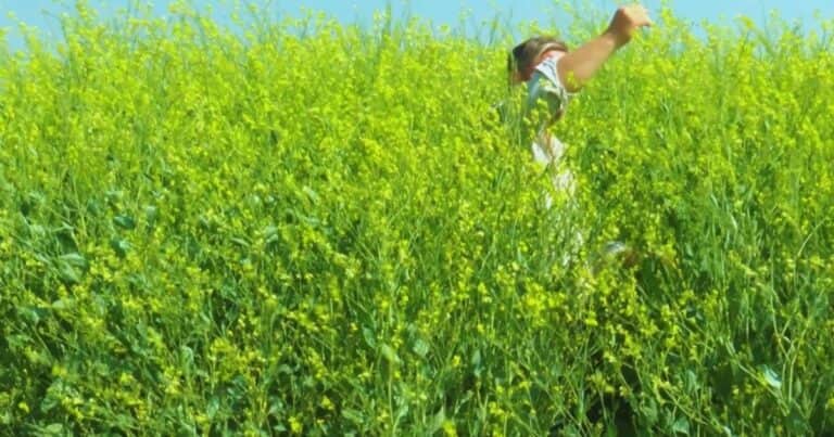 Mejora los rindes de los cultivos de segunda: el cultivo invernal que se mete en la rotación por sus beneficios