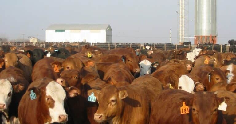 Crece la cantidad de animales terminados en feedlots