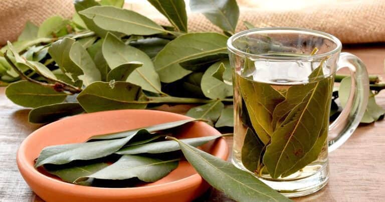 Qué efecto tiene en el cuerpo tomar té de hojas de laurel a diario