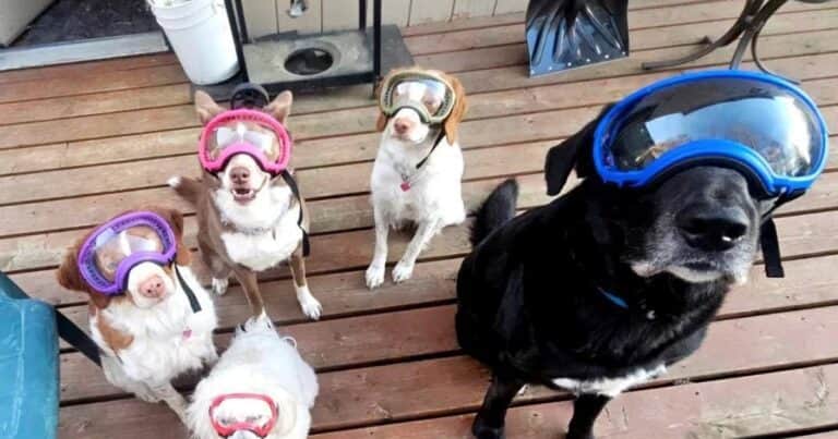 Alerta por la erupción de un volcán en Alaska: los residentes preparan a sus mascotas para resistir las cenizas