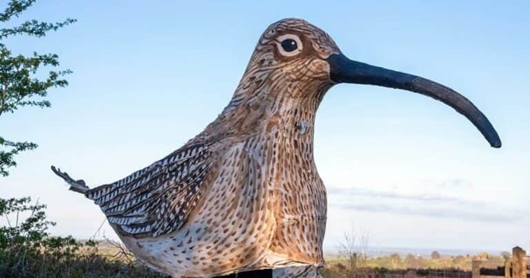 Caminó 80 kilómetros disfrazado de ave para alertar sobre una especie en peligro de extinción