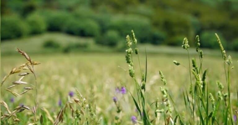 Las nuevas perspectivas para la nutrición de forrajes