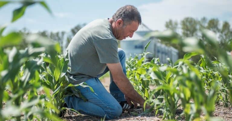 «Es una oportunidad»: el maíz recupera terreno en las rotaciones agrícolas