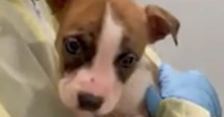 Un cachorro de pitbull atacó y mató a una beba de un mes que dormía con sus padres