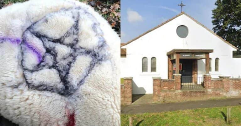 Horror y misterio por crímenes «satánicos»: investigan a un hombre por el asesinato de animales