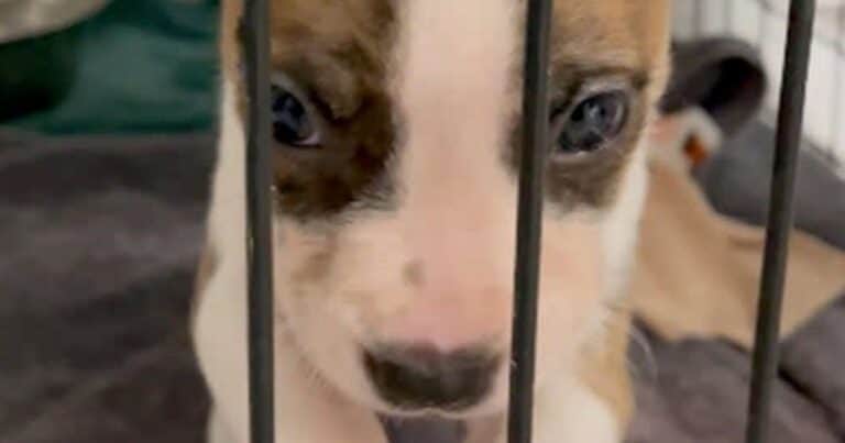 Aterrador giro en el caso del pitbull que supuestamente mató a una beba de un mes: ¿y si no fue el perro?