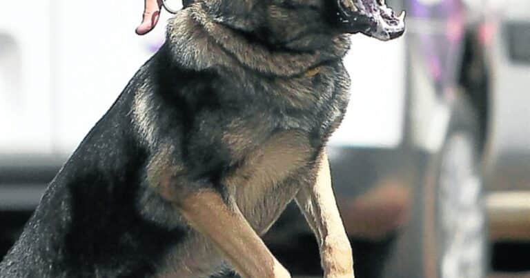 Este es el motivo por el cual tu perro ladra sin parar, según un adiestrador