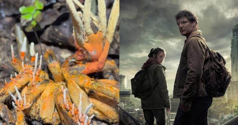 Impactante descubrimiento de una tarántula infectada con cordyceps, el hongo de The Last Of Us
