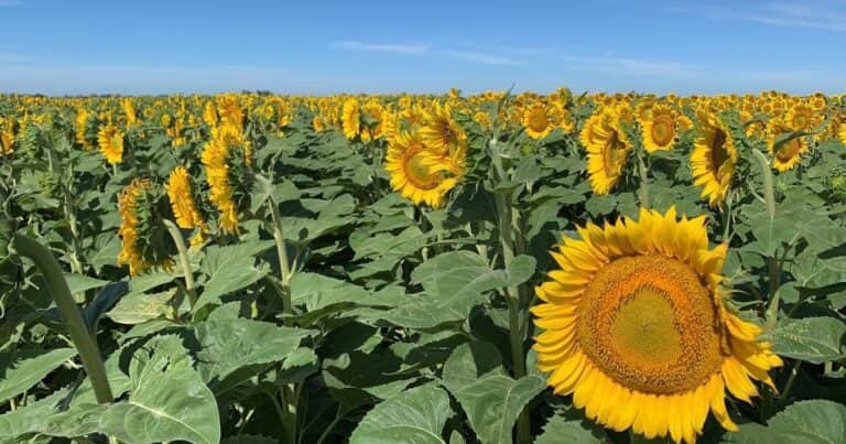 Las razones por las que el girasol argentino aun está lejos de su máximo potencial