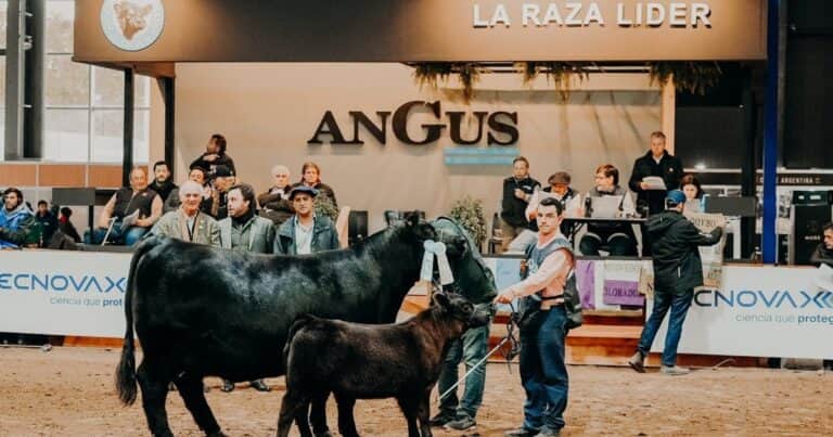 Semana Angus de Otoño 2025: la principal raza del país palpita una nueva exposición en fórmula Indoor