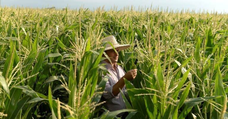 Limagrain apuesta fuerte por el maíz y lanza un nuevo híbrido de ciclo intermedio con tecnología Víptera