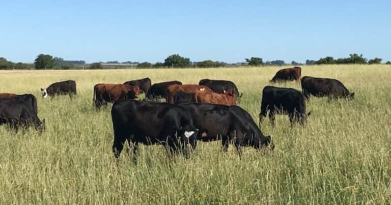 Vacas fantasma: un escándalo en Uruguay y 500 argentinos estafados