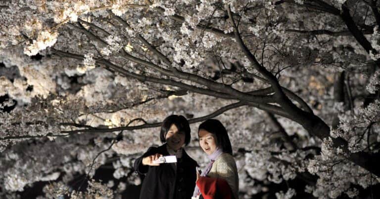 Cómo es la costumbre japonesa del hanami para calma el ruido mental