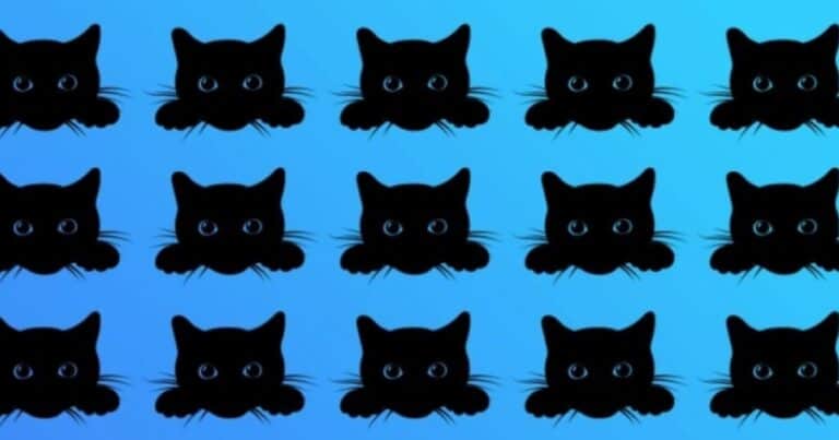 Acertijo visual para expertos: encontrar al gato diferente en menos de cinco minutos