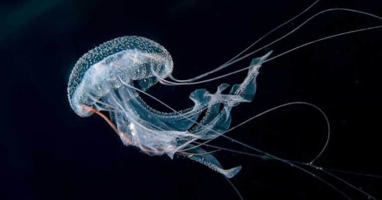 Qué animales pueden vivir para siempre, según la ciencia