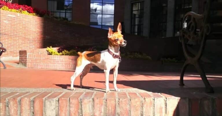 La razón psicológica por la que tu perro se parece a vos