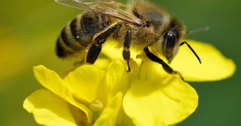 Más allá de la miel: la desaparición de las abejas y su influencia en la seguridad alimentaria