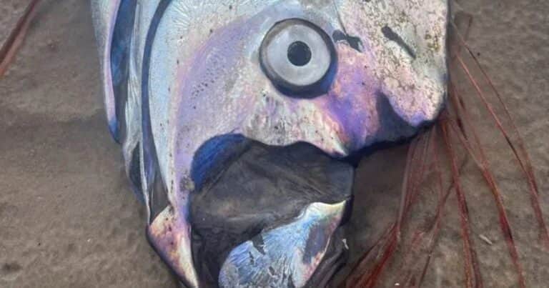 Apareció un pez “heraldo del desastre” en la costa de Australia y temen por una catástrofe
