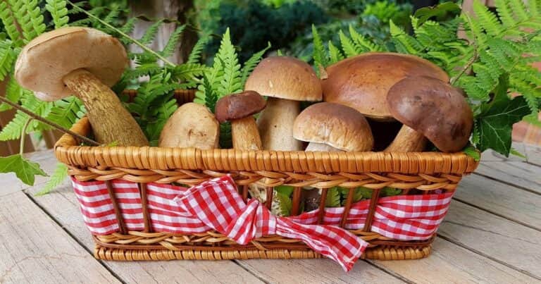 Cómo influye el consumo de hongos y champiñones a la salud, según un reconocido biólogo