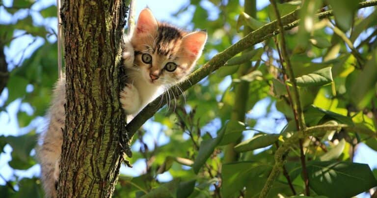 Por qué los gatos buscan las alturas y cómo adaptar tu casa para que trepen seguros