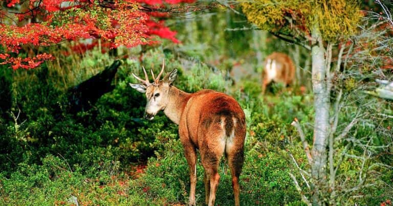 Avistaron en la Patagonia una pequeña colonia de huemules, que están en peligro de extinción