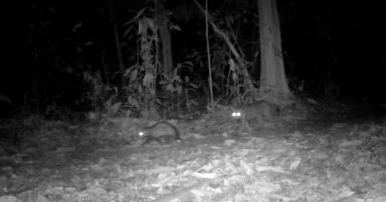 Los “Timón y Pumba” del Amazonas: cámaras captan la insólita amistad entre dos animales que suelen odiarse