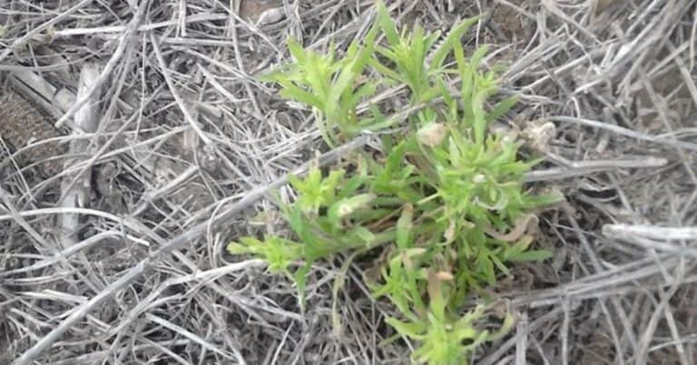 Claves para el manejo eficaz de herbicidas