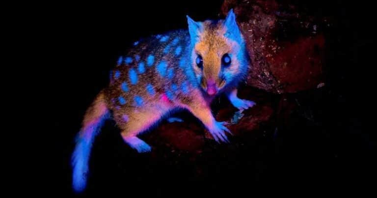 Fotografían por primera vez a un animal que brilla en su hábitat natural