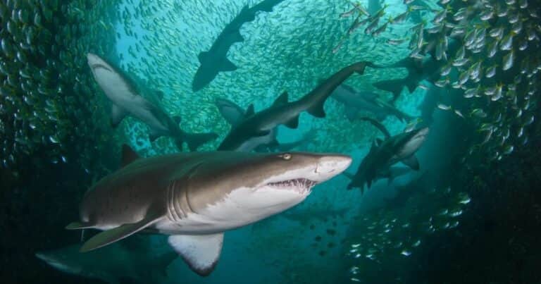 «Uno en un millón»: rescatan a un joven surfista que sobrevivió 18 horas en el mar rodeado de tiburones