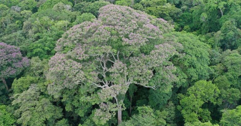 Este es el árbol que sobrevive a los rayos y los convierte en su arma secreta para dominar el bosque