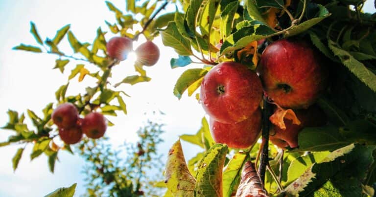Comer manzanas ayuda a controlar la presión arterial: qué dice la ciencia