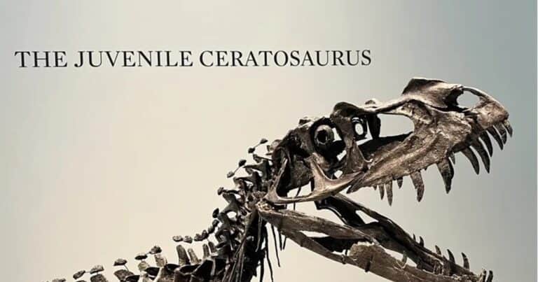 Sotheby’s presenta en Nueva York la estrella de su nueva subasta, un ´dinosaurio bebé´